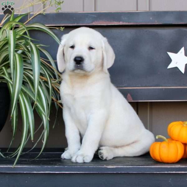 Jesse, Yellow Labrador Retriever Puppy