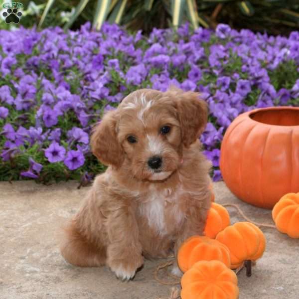 Jessie, Mini Goldendoodle Puppy