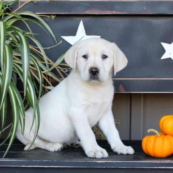 Jet, Yellow Labrador Retriever Puppy