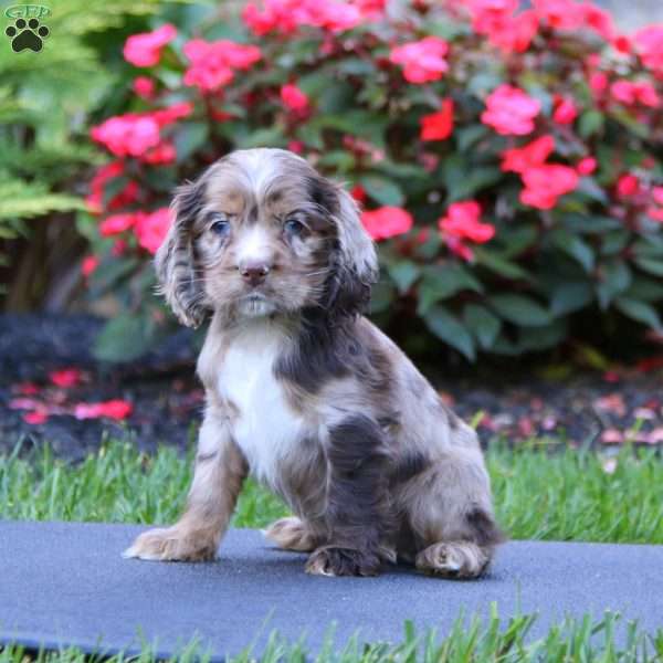 Jett, Cocker Spaniel Puppy