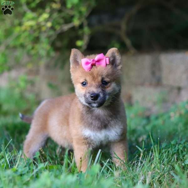 Jewel, Shiba Inu Puppy