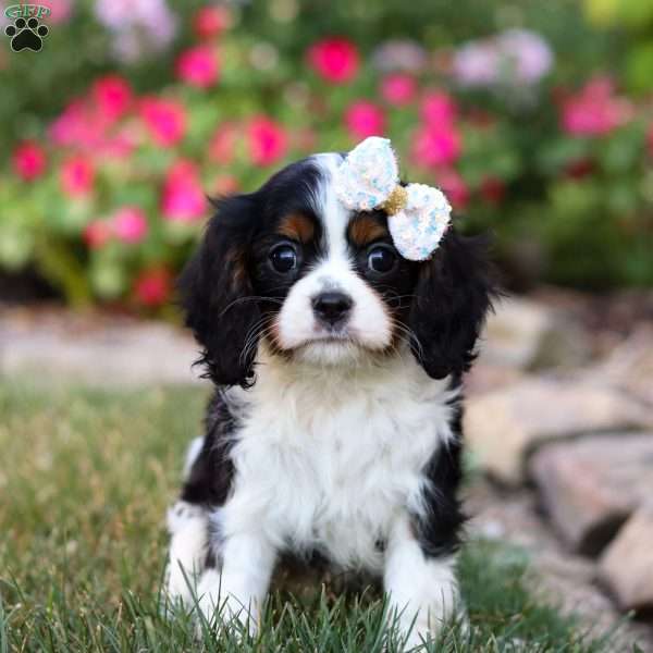 Jewel, Cavalier King Charles Spaniel Puppy