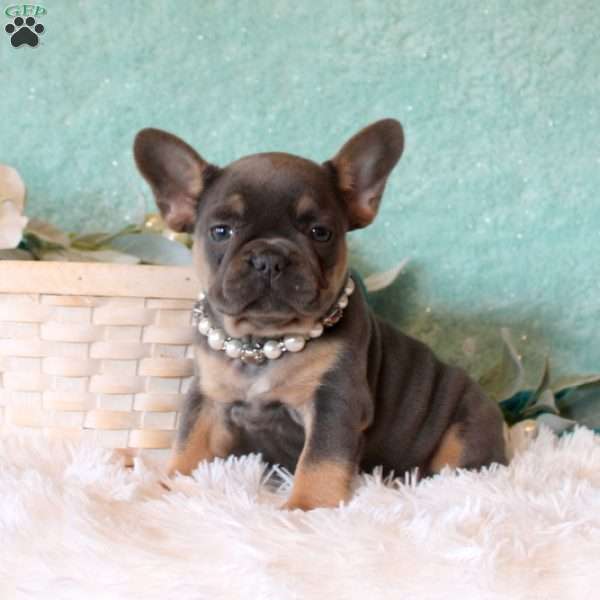 Jewel, French Bulldog Puppy