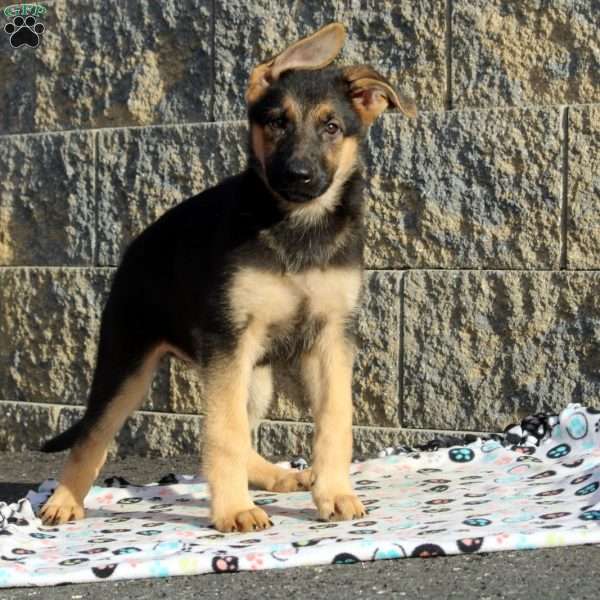 Jill, German Shepherd Puppy