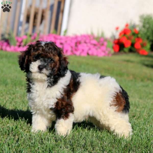 Jim, Cavapoo Puppy