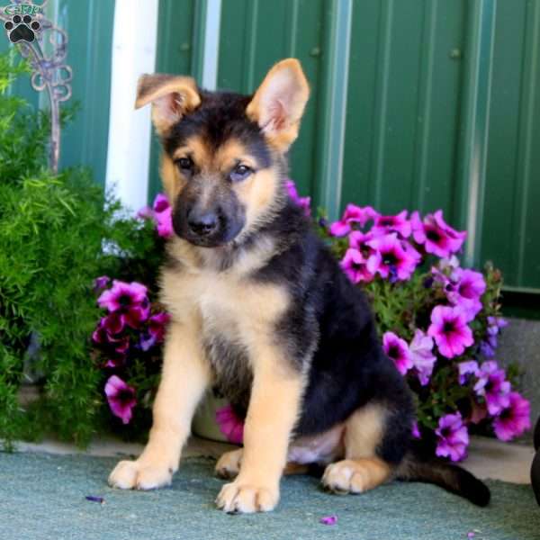 Jimbo, German Shepherd Puppy