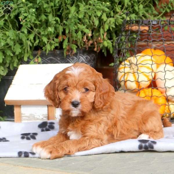 Jingle, Cavapoo Puppy