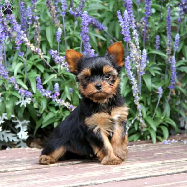 Jingle, Yorkie Puppy