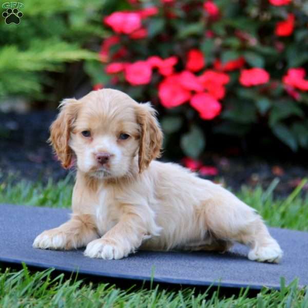 Jodi, Cocker Spaniel Puppy