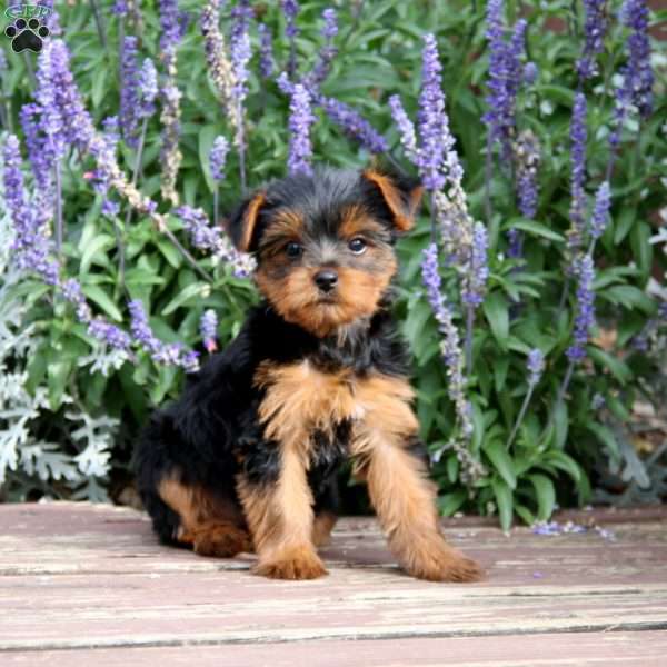 Jodi, Yorkie Puppy