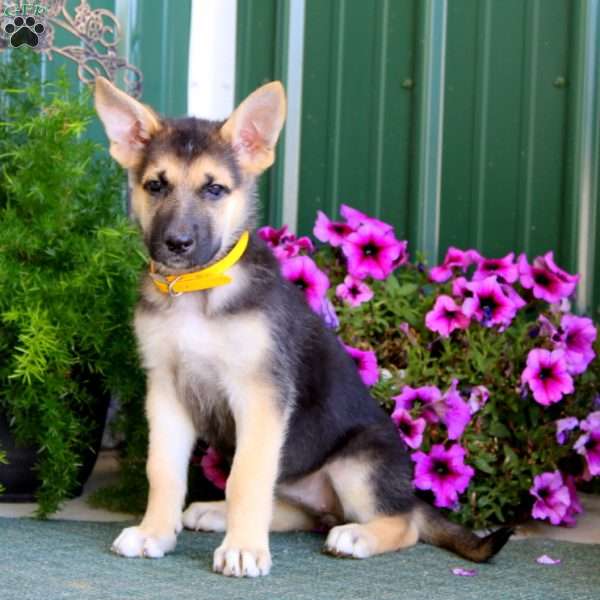 Jodi, German Shepherd Puppy