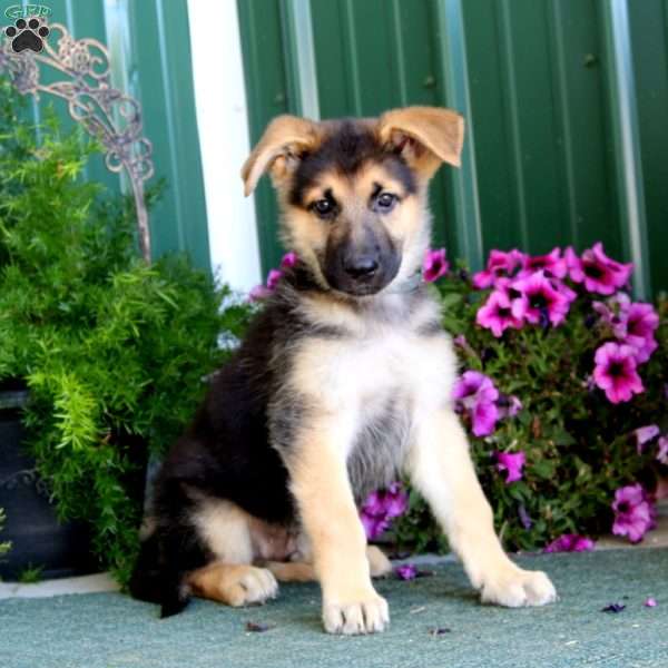 Joey, German Shepherd Puppy