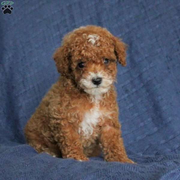 Johnny, Toy Poodle Puppy