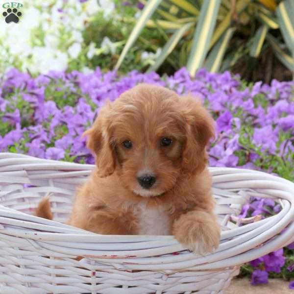 Jolly, Mini Goldendoodle Puppy