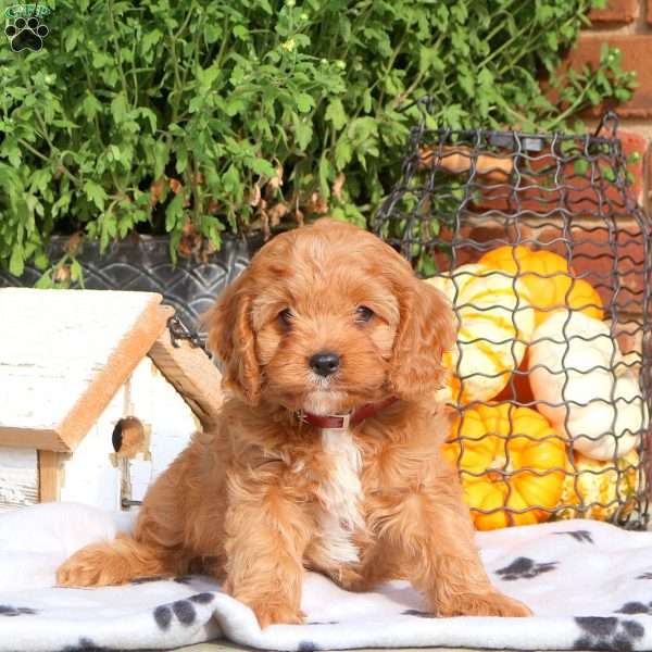 Jolly, Cavapoo Puppy