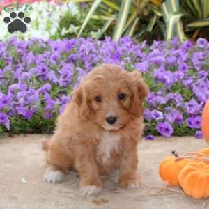 Jolly, Mini Goldendoodle Puppy