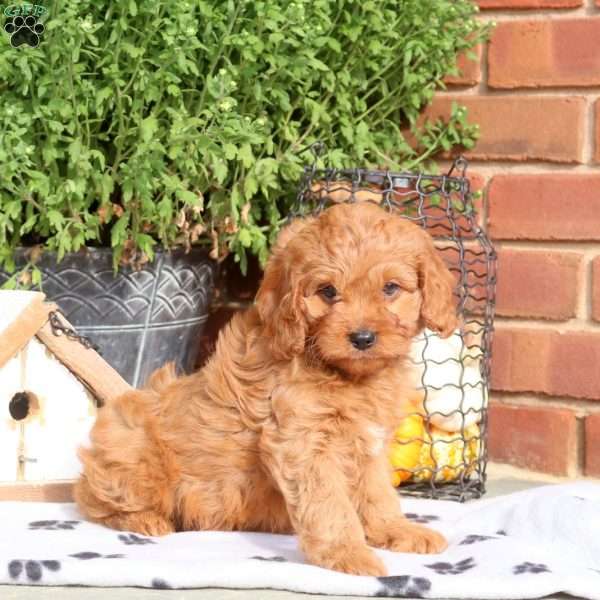 Jordan, Cavapoo Puppy