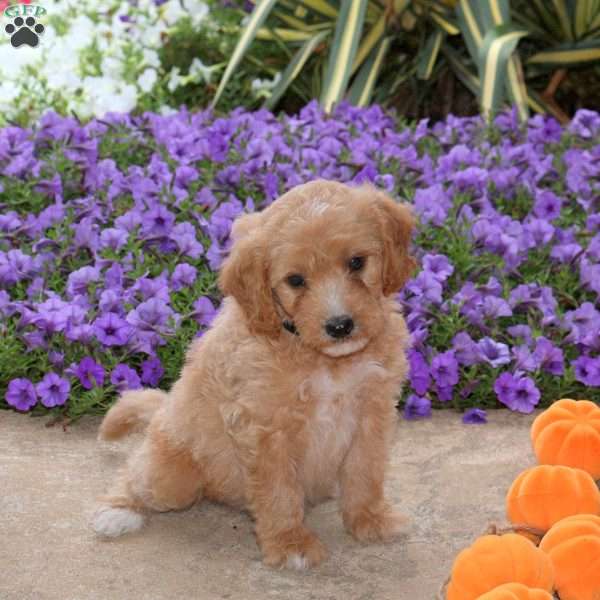 Jordan, Mini Goldendoodle Puppy