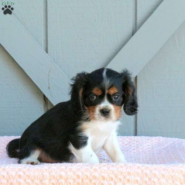 Jordan, Cavalier King Charles Spaniel Puppy