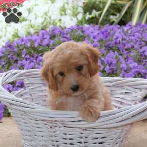 Jordan, Mini Goldendoodle Puppy