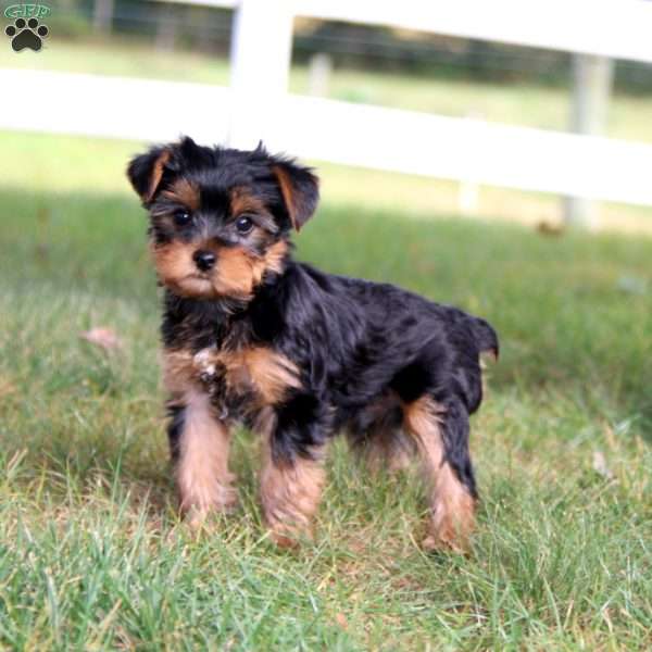 Josh, Yorkie Puppy