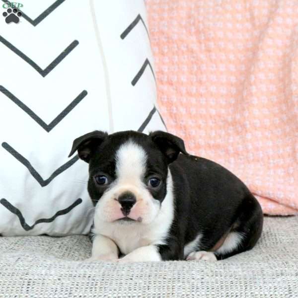 Joshua, Boston Terrier Puppy