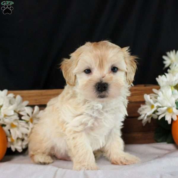 Josiah, Maltipoo Puppy