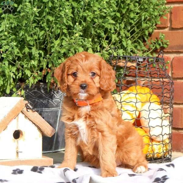 Josie, Cavapoo Puppy