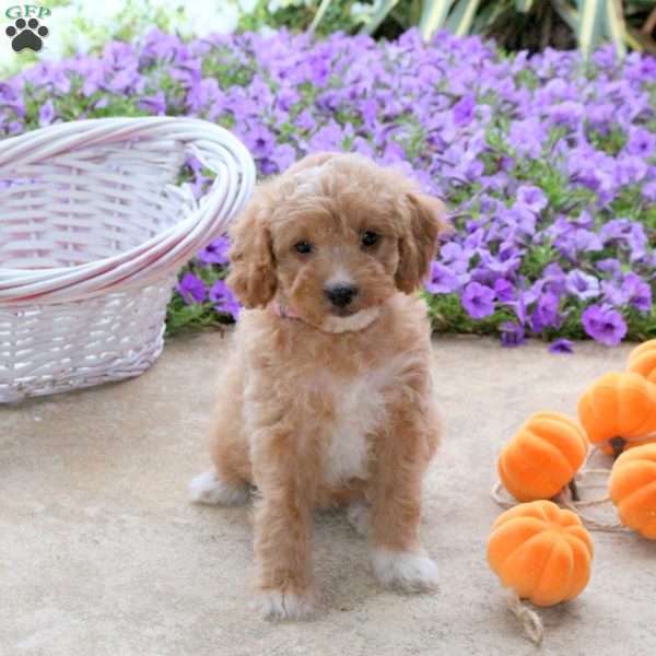 Josie, Mini Goldendoodle Puppy