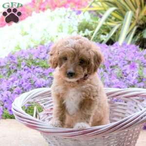 Josie, Mini Goldendoodle Puppy