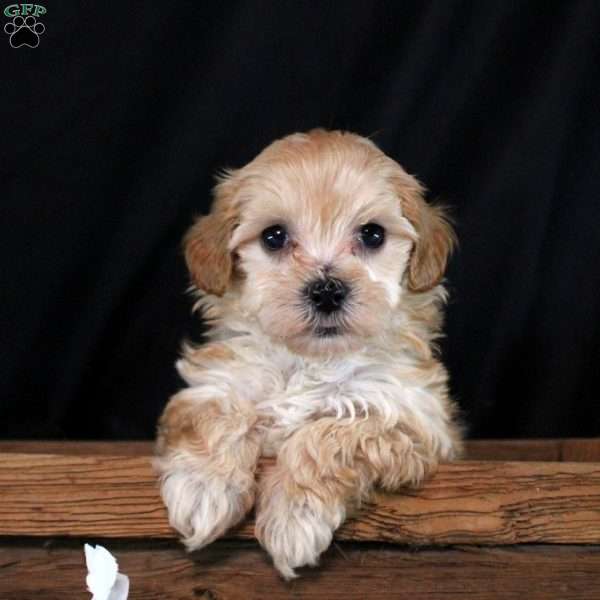 Josie, Maltipoo Puppy