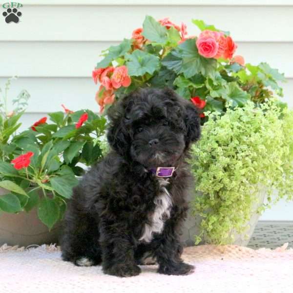 Joy, Miniature Poodle Mix Puppy