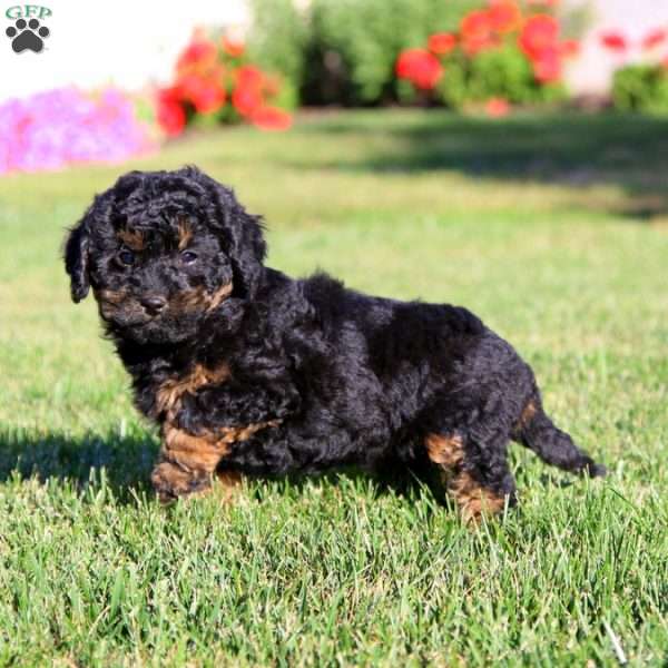 Joy, Cavapoo Puppy