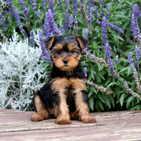 Joy, Yorkie Puppy