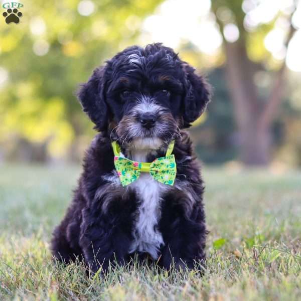 Jude, Bernedoodle Puppy