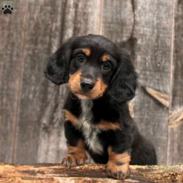 Juggie, Dachshund Puppy