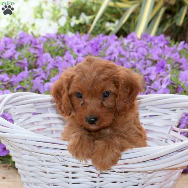 Julie, Mini Goldendoodle Puppy