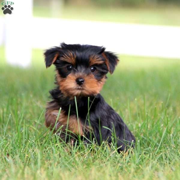 Julie, Yorkie Puppy