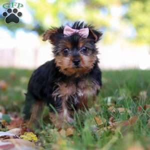 June, Yorkie Puppy