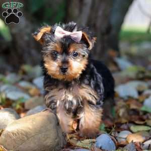 June, Yorkie Puppy