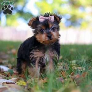 June, Yorkie Puppy