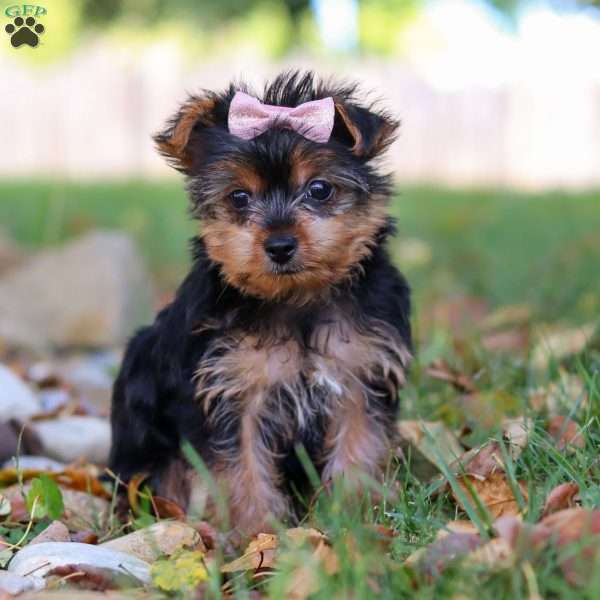 June, Yorkie Puppy