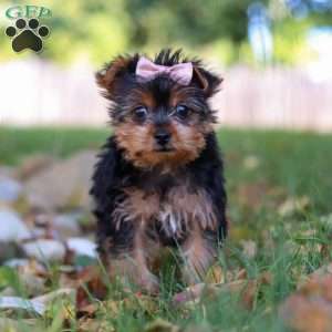 June, Yorkie Puppy