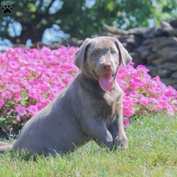 Juniper, Silver Labrador Retriever Puppy