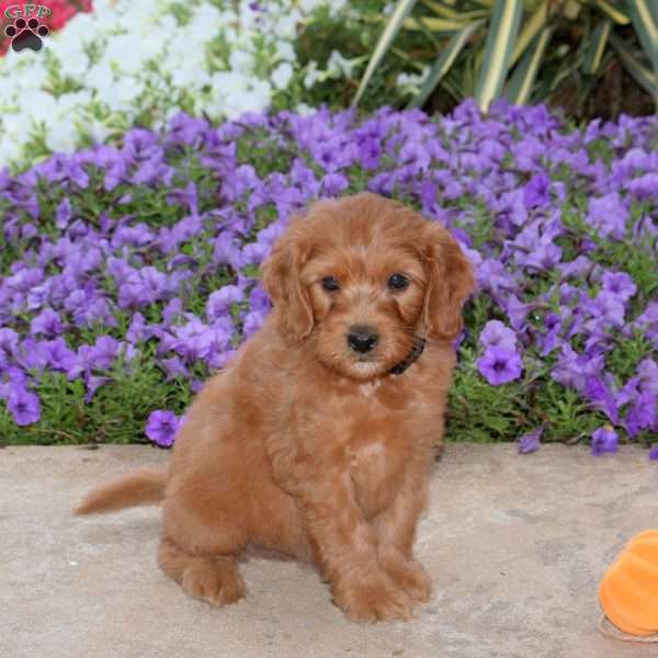 Justin, Mini Goldendoodle Puppy