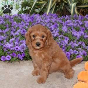 Justin, Mini Goldendoodle Puppy