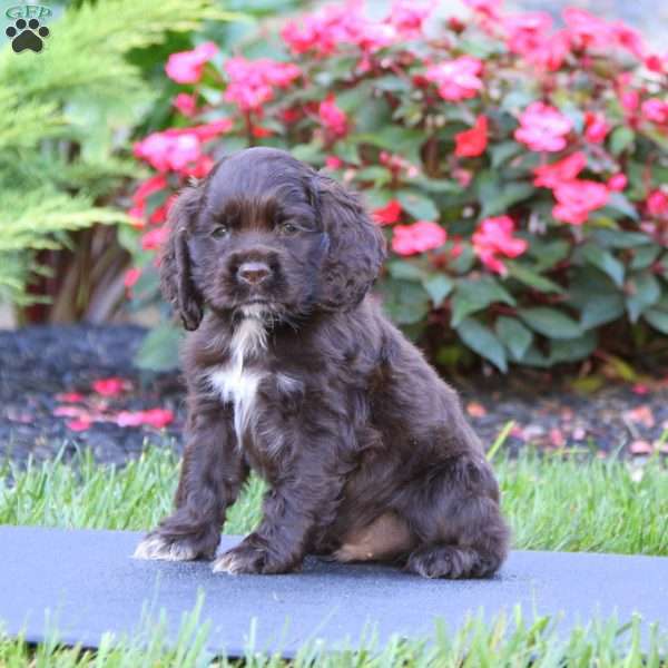 Justin, Cocker Spaniel Puppy