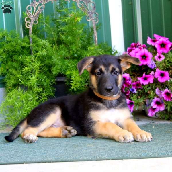 Justin, German Shepherd Puppy