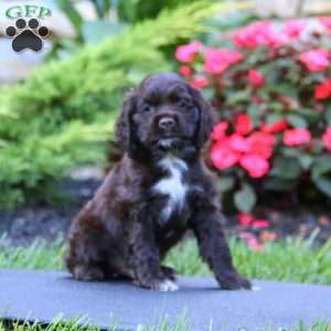 Justin, Cocker Spaniel Puppy