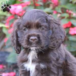 Justin, Cocker Spaniel Puppy